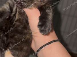 Girl Kitten tabby mix