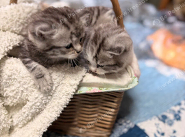 Persian