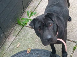 Female 1.5 years old
