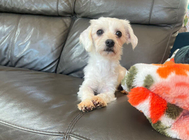 One year old Maltese