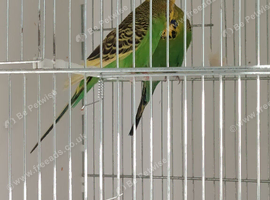 Budgies