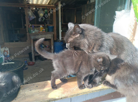 1 boy 1 girl left chocolate tabby