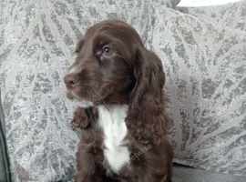 ️KC Health Tested Chocolate Show Type Cocker Puppies️