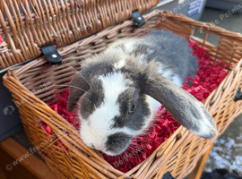Male lops for sale - UNNEUTEREF