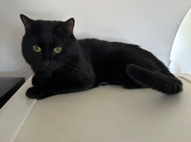 Kittens to be rehomed