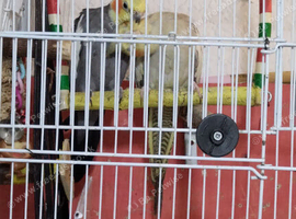 Cockatiels