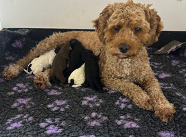 Beautiful Cavapoochon puppies ready now