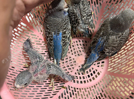 Young Budgies
