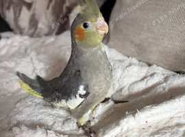 Baby cocktail
