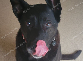 German shepherd