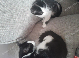 1 left out of litter