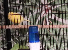 Waterslager canaries