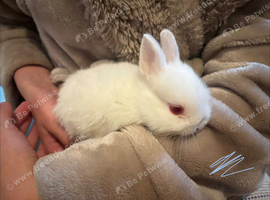 bunnys for sale