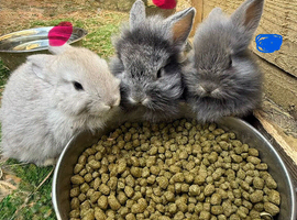 Baby rabbits