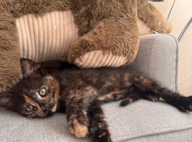 Female Kitten