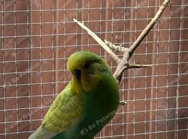 Budgies for sale
