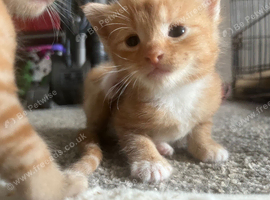 3 out of the 4 litter are available
