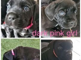 3 beautiful cane corso puppies