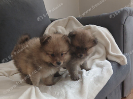 Pomeranian puppys for sale
