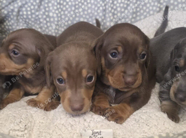 Miniature Dachshund puppies