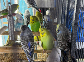 Budgies Glasgow
