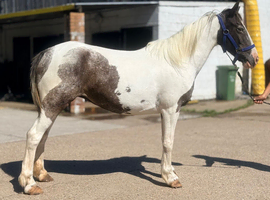 Appy X 13.3 mare.