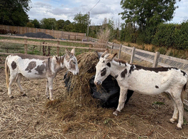 Jenny Donkeys