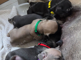 Frenchies