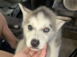 PURE SIBERIAN HUSKY PUPPIES