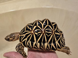 Male Sri Lanka star tortoise