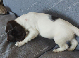 Springer spaniel pups