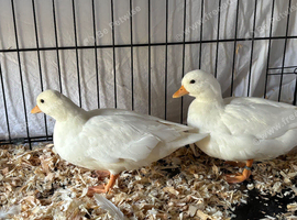 Two white call duck females