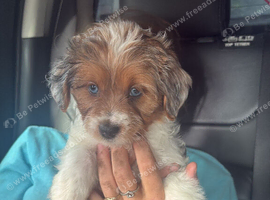 5 beautiful merl puppies