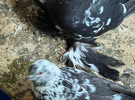 domestic fancy pigeon,