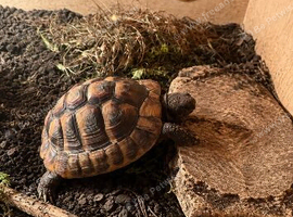 Hermann tortoise for sale