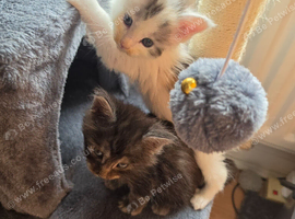 TICA REGISTERED STUNNING KITTENS