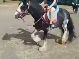 Flashy 13hh 3.5-Year-Old Blagsdon Welsh-Part Bred Cob