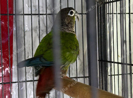 Baby Male conure Glasgow