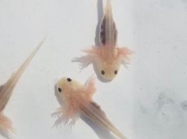 Baby albino axolotls