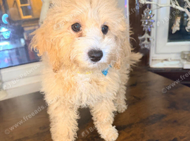 Poochon Beautiful litter Ready now