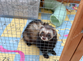 Ferret hob