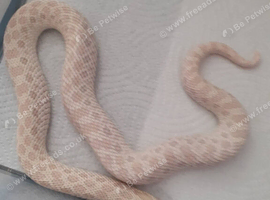 Various hognoses