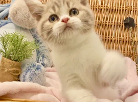 TOP QUALITY TICA REG SCOTTISH/BSH FAWN BICOLOUR GIRL