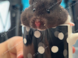syrian hamster female