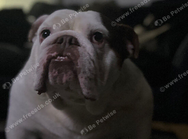 English bulldog for rehoming