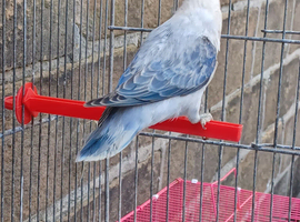 VOILET BLUE , VOILET BLUE EUWING BLUE OPLINE