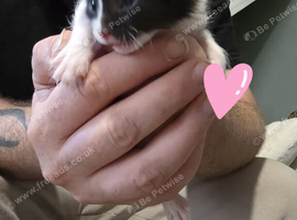 5 Kittens for sale