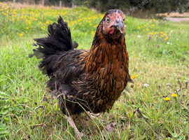 Burford Brown hens