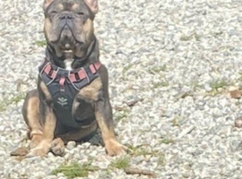 Blue and Tan Male French bull dog