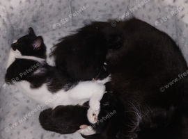 Kittens